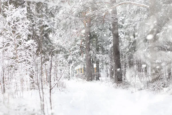 Winter Landscape Forest Snow Winter Park — Stock Photo, Image