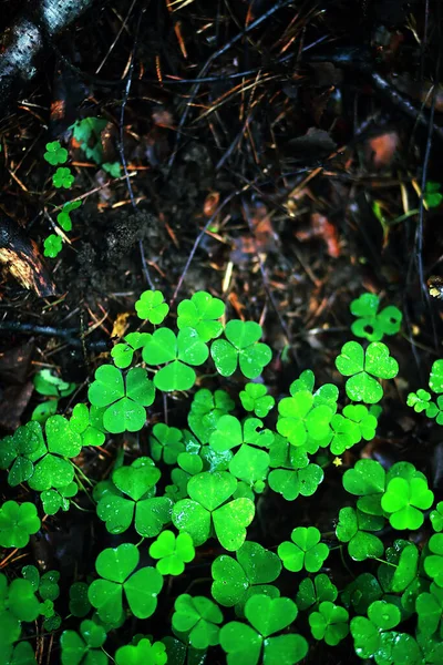 Bakgrund Från Växt Klöver Fyra Blad Irländsk Traditionell Symbol Patrick — Stockfoto