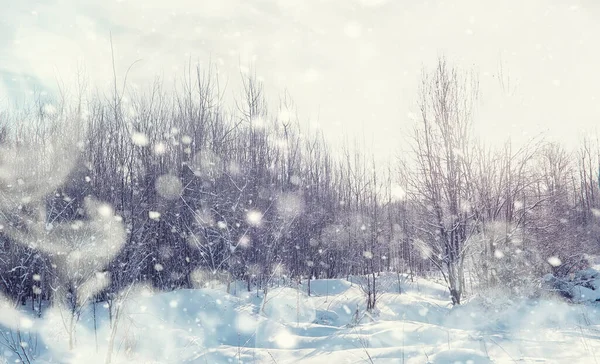 Vinterskogens Landskap Höga Träd Snötäcket Januari Frostiga Dag Parken — Stockfoto