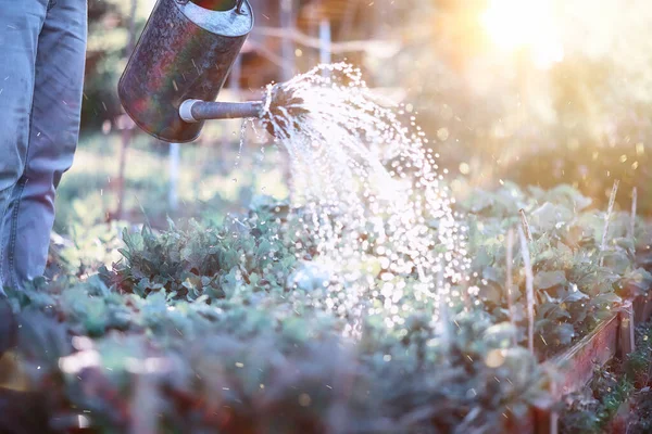 Hombre Agricultor Regando Huerto Por Noche Atardecer — Foto de Stock