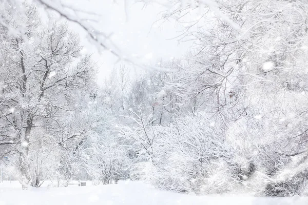 Paysage Hivernal Forêt Sous Neige Parc Hiver — Photo