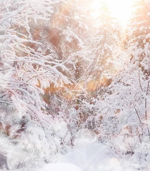 Vinterlandskap Skog Snön Vinterpark — Stockfoto