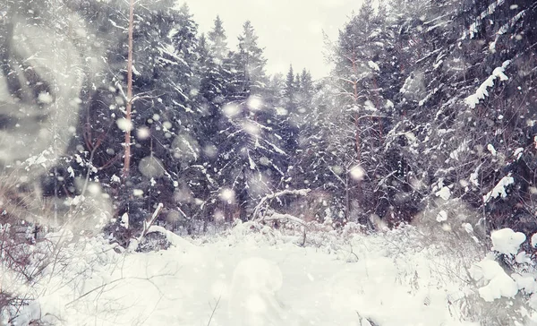Winterbos Landschap Hoge Bomen Onder Sneeuw Januari Ijzige Dag Park — Stockfoto