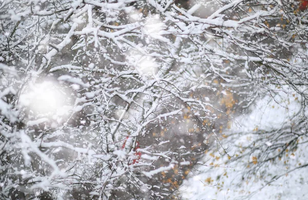 Winter Park Landscape Snowy Weather January Day — Stock Photo, Image