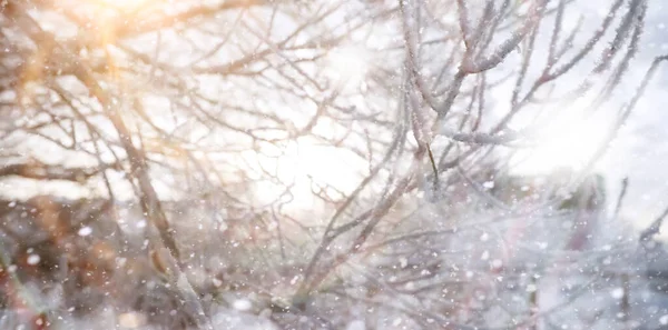 Vinterparken Landskap Snöigt Väder Januari Dag — Stockfoto