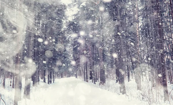 Vinterskogens Landskap Höga Träd Snötäcket Januari Frostiga Dag Parken — Stockfoto