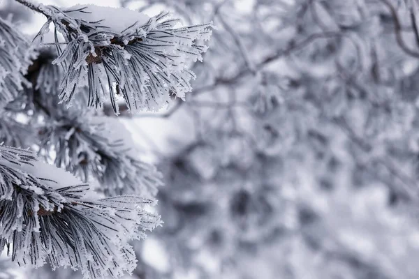 Winter forest landscape. Tall trees under snow cover. January frosty day in park.