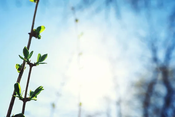 Verduras Primavera Brilhantes Amanhecer Floresta Natureza Ganha Vida Início Primavera — Fotografia de Stock