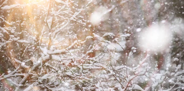 ウィンターパーク 雪の天気中の風景 1月の日 — ストック写真