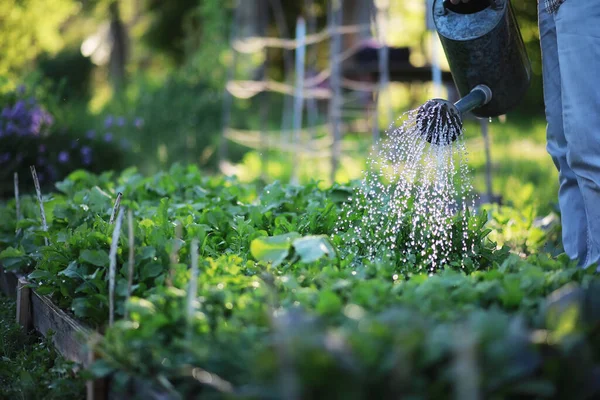 Seorang Petani Menyirami Kebun Sayuran Malam Hari Saat Matahari Terbenam — Stok Foto