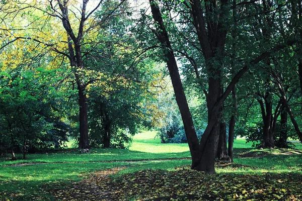 Jasna Wiosenna Zieleń Świcie Lesie Natura Ożywa Wczesną Wiosną — Zdjęcie stockowe