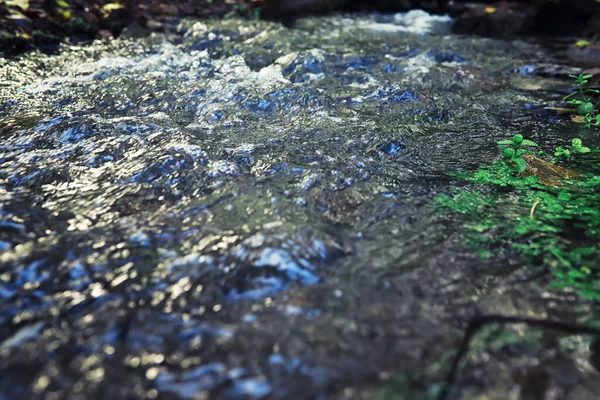 Ljusa Vårgreener Gryningen Skogen Naturen Vaknar Till Liv Tidigt Våren — Stockfoto