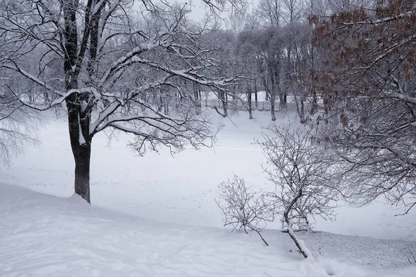 Paisagem Florestal Inverno Árvores Altas Sob Cobertura Neve Janeiro Dia — Fotografia de Stock