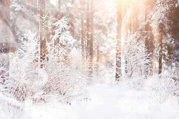 Зимний Пейзаж Лес Снегом Зимний Парк — стоковое фото