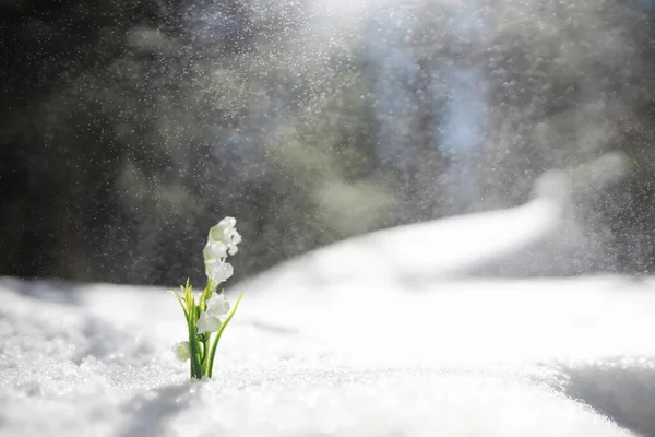 Die Erste Frühlingsblume Schneeglöckchen Wald Frühling Sonniger Tag Wald — Stockfoto