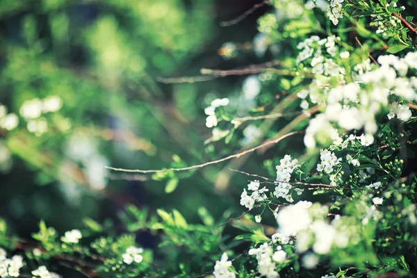 Luminosi Verdi Primaverili All Alba Nella Foresta Natura Prende Vita — Foto Stock