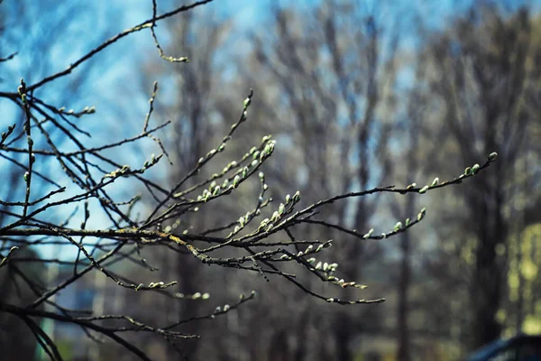 Helles Frühlingsgrün Der Morgendämmerung Wald Die Natur Erwacht Zeitigen Frühling — Stockfoto