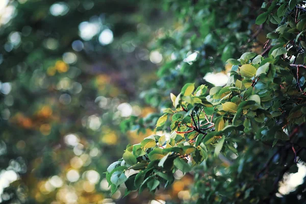 Bright Spring Greens Dawn Forest Nature Comes Life Early Spring — Stock Photo, Image