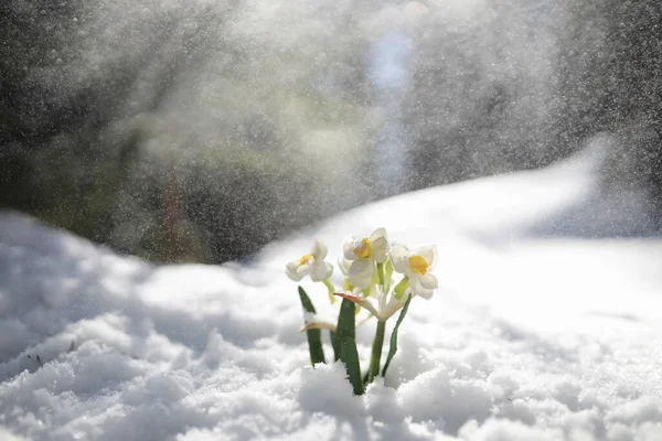 Bahar Çiçeği Ormanda Kar Damlası Ormanda Güneşli Bir Bahar Günü — Stok fotoğraf