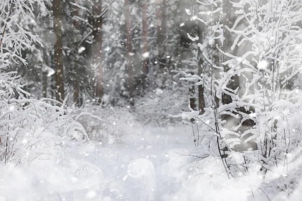 Winterlandschap Bos Onder Sneeuw Winterpark — Stockfoto