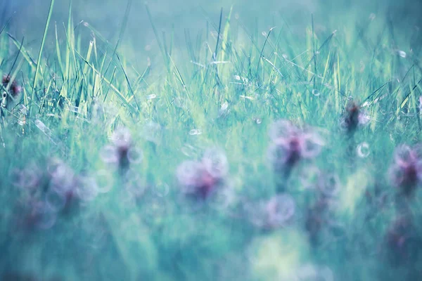 Wildblume Kleine Blumen Auf Einer Grünen Wiese Frühling — Stockfoto