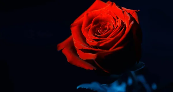 Букет Свежих Цветов Праздничный Подарок Любимому Человеку Предпосылки Контекст Valentine — стоковое фото