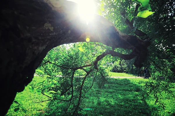 Helles Frühlingsgrün Der Morgendämmerung Wald Die Natur Erwacht Zeitigen Frühling — Stockfoto