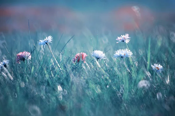 Flor Selvagem Pequenas Flores Uma Primavera Prado Verde — Fotografia de Stock