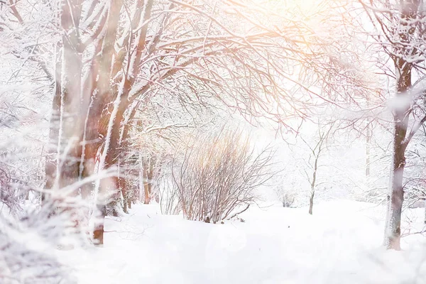 冬の風景 雪の下の森 ウィンターパーク — ストック写真