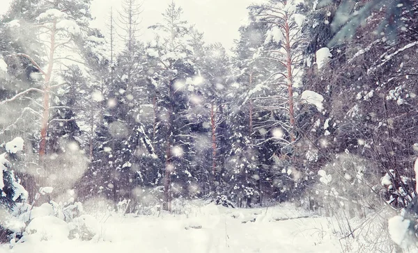 Winterbos Landschap Hoge Bomen Onder Sneeuw Januari Ijzige Dag Park — Stockfoto