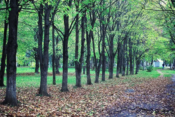 Vert Printanier Lumineux Aube Dans Forêt Nature Prend Vie Début — Photo