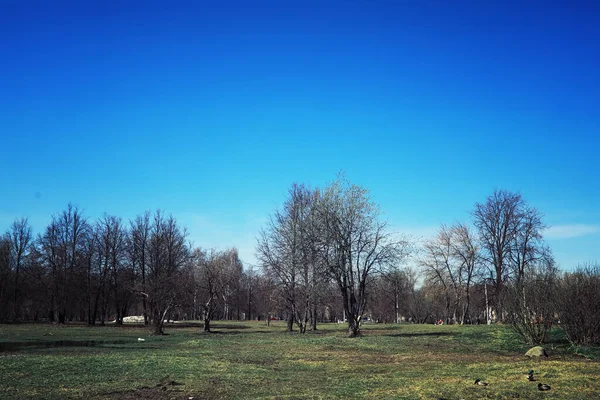 Verdes Brillantes Primavera Amanecer Bosque Naturaleza Cobra Vida Principios Primavera — Foto de Stock