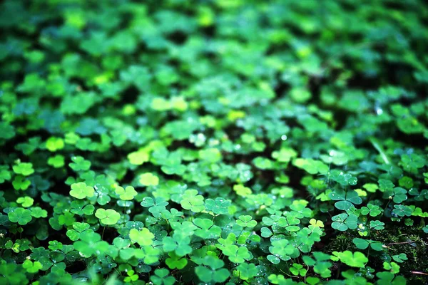 Background Plant Clover Four Leaf Irish Traditional Symbol Patrick Day — Stock Photo, Image