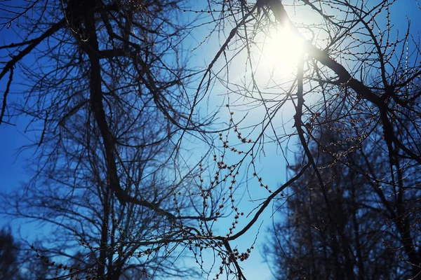 Bright Spring Greens Dawn Forest Nature Comes Life Early Spring — Stock Photo, Image