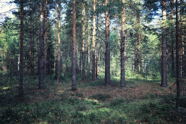 Verdes Brillantes Primavera Amanecer Bosque Naturaleza Cobra Vida Principios Primavera — Foto de Stock