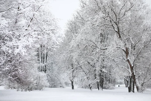 Winterlandschaft Wald Unter Dem Schnee Winterpark — Stockfoto