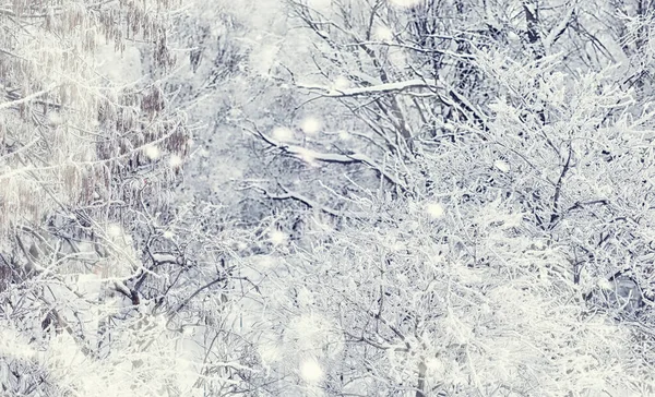 Paysage Forestier Hivernal Grands Arbres Sous Neige Janvier Journée Givré — Photo