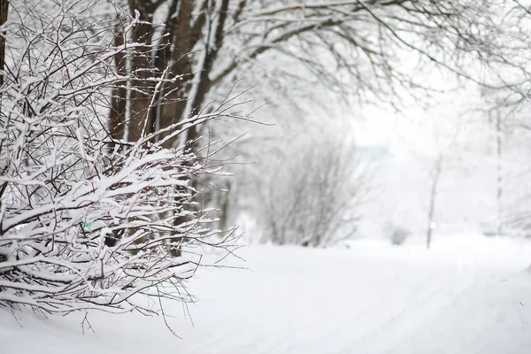 Paisaje Invernal Bosque Bajo Nieve Parque Invierno — Foto de Stock