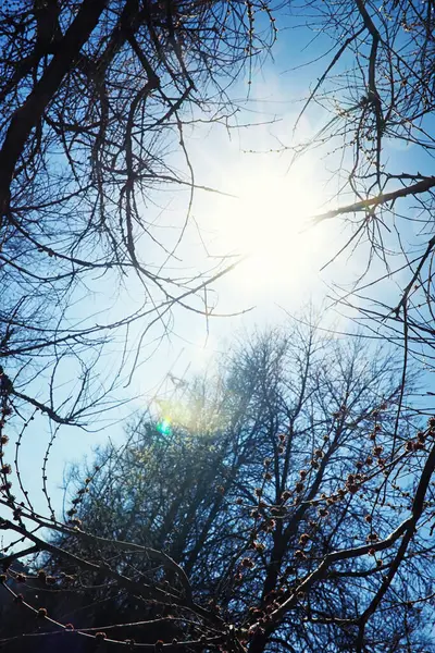 Bright Spring Greens Dawn Forest Nature Comes Life Early Spring — Stock Photo, Image