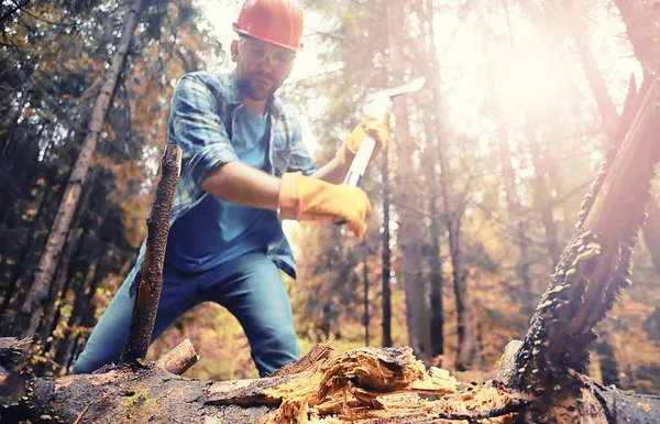 Trabajador Masculino Con Hacha Cortando Árbol Bosque — Foto de Stock