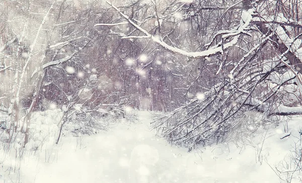 Paysage Forestier Hivernal Grands Arbres Sous Neige Janvier Journée Givré — Photo