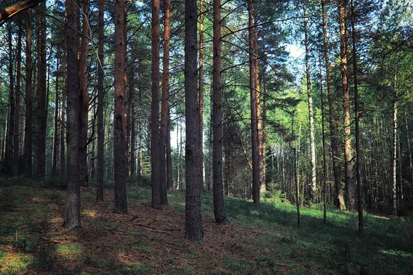 Ljusa Vårgreener Gryningen Skogen Naturen Vaknar Till Liv Tidigt Våren — Stockfoto
