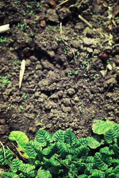 Verduras Primavera Brilhantes Amanhecer Floresta Natureza Ganha Vida Início Primavera — Fotografia de Stock