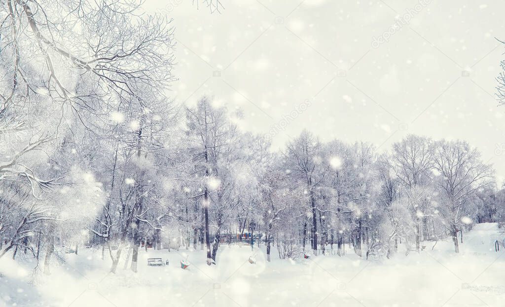 Winter forest landscape. Tall trees under snow cover. January frosty day in park.