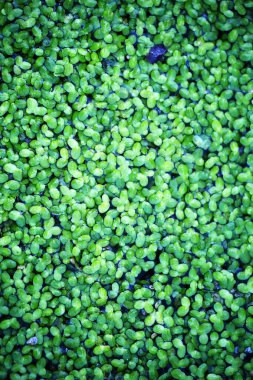 Dört yapraklı yonca arkaplanı. Geleneksel İrlanda sembolü. Aziz Patrick Günü.