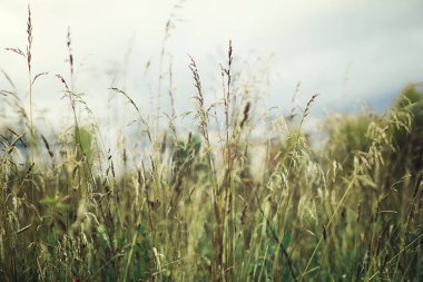 Parlak bahar, şafakta ormanda yeşilleniyor. Doğa ilkbaharın başlarında canlanır..