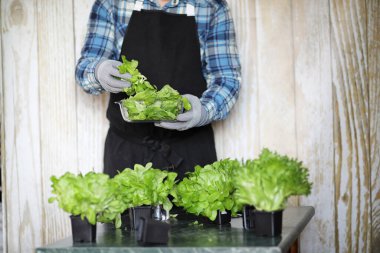 Önlüklü ve eldivenli adamın elinde bir kase taze yeşil sala var.