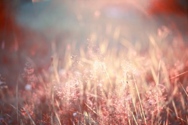 Yabani çiçek. Yeşil çayır pınarındaki küçük çiçekler.