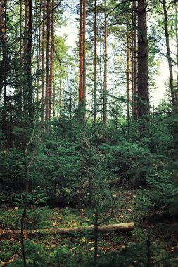 Parlak bahar, şafakta ormanda yeşilleniyor. Doğa ilkbaharın başlarında canlanır..