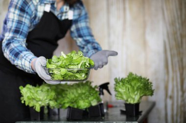 Önlüklü ve eldivenli adamın elinde bir kase taze yeşil sala var.